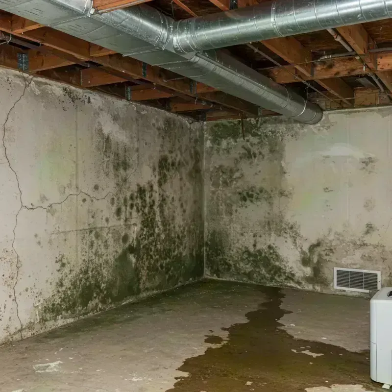 Professional Mold Removal in Florence, CO